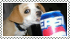 Small brown and white dog taking a fake sip of Pepsi